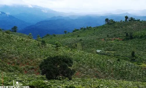 Coffee Fields in Dak Lak Vietnam